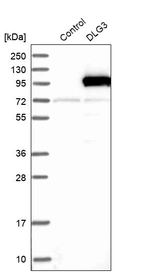 Western blot analysis in control (vector only transfected HEK293T lysate) and DLG3 over-expression lysate (Co-expressed with a C-terminal myc-DDK tag (~3.1 kDa) in mammalian HEK293T cells, LY402837).
