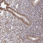 Anti-ZFX Antibody