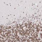 Immunohistochemical staining of human cerebellum shows moderate nuclear positivity in cells in granular layer.