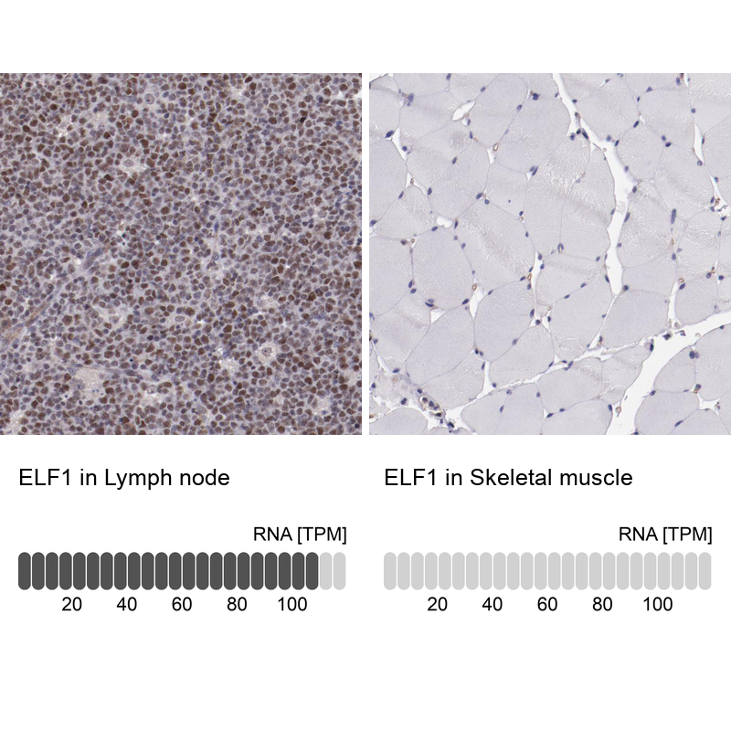 Anti-ELF1 Antibody