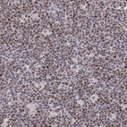 Anti-ELF1 Antibody