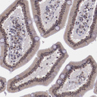 Immunohistochemical staining of human duodenum shows weak nuclear positivity in glandular cells.