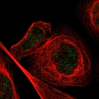 Immunofluorescent staining of human cell line A-431 shows localization to nucleus.