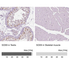 Anti-SOX9 Antibody