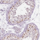 Immunohistochemical staining of human testis shows moderate nuclear positivity in a subset of cells in seminiferous ducts.