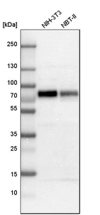 Western blot analysis in mouse cell line NIH-3T3 and rat cell line NBT-II.