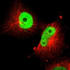 Immunofluorescent staining of human cell line U-251 MG shows localization to nucleoplasm.