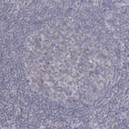 Anti-SEMA3G Antibody