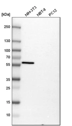 Western blot analysis in mouse cell line NIH-3T3, rat cell line NBT-II and rat cell line pC12.