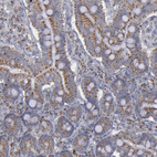 Immunohistochemical staining of human small intestine shows moderate granular cytoplasmic positivity in glandular cells.