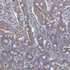 Immunohistochemical staining of human small intestine shows moderate granular cytoplasmic positivity in glandular cells.