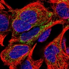 Immunofluorescent staining of human cell line HEK 293 shows localization to mitochondria.