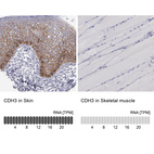 Anti-CDH3 Antibody