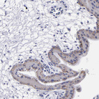 Anti-CDH3 Antibody