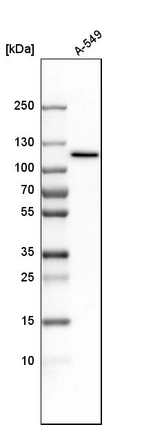 Western blot analysis in human cell line A-549.