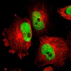 Immunofluorescent staining of human cell line U-251 MG shows localization to nucleoplasm.