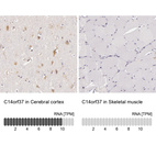 Anti-C14orf37 Antibody