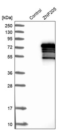 Anti-ZNF205 Antibody