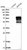 Anti-ZNF205 Antibody