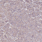 Anti-ZNF268 Antibody