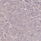 Immunohistochemical staining of human pancreas shows no positivity in exocrine glandular cells.