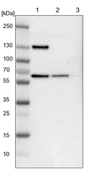 Lane 1: NIH-3T3 cell lysate (Mouse embryonic fibroblast cells)_br/_Lane 2: NBT-II cell lysate (Rat Wistar bladder tumour cells)_br/_Lane 3: PC12 cell lysate (Pheochromocytoma of rat adrenal medulla)