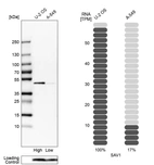 Western blot analysis in human cell lines U2OS and A-549 using Anti-SAV1 antibody. Corresponding SAV1 RNA-seq data are presented for the same cell lines. Loading control: Anti-COX4I1.