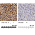 Anti-APOBEC3G Antibody