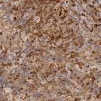 Anti-APOBEC3G Antibody