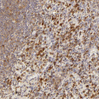 Anti-APOBEC3G Antibody