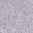 Anti-APOBEC3G Antibody