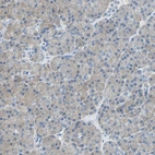 Immunohistochemical staining of human pancreas shows weak cytoplasmic positivity in exocrine glandular cells.