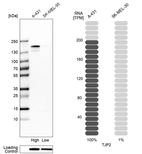 Western blot analysis in human cell lines A-431 and SK-MEL-30 using Anti-TJP2 antibody. Corresponding TJP2 RNA-seq data are presented for the same cell lines. Loading control: Anti-HSP90B1.
