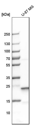 Western blot analysis in human cell line U-87 MG.
