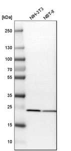 Western blot analysis in mouse cell line NIH-3T3 and rat cell line NBT-II.