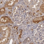 Immunohistochemical staining of human kidney shows moderate positivity in secretion surrounding cells in tubules.
