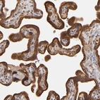 Immunohistochemical staining of human placenta shows strong positivity in trophoblastic cells.