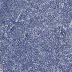Immunohistochemical staining of human tonsil shows no nuclear positivity in non-germinal center cells as expected.