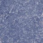 Immunohistochemical staining of human tonsil shows no nuclear positivity in non-germinal center cells as expected.