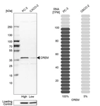 Western blot analysis in human cell lines PC-3 and Caco-2 using Anti-CREM antibody. Corresponding CREM RNA-seq data are presented for the same cell lines. Loading control: Anti-COX4I1.