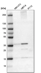 Western blot analysis in mouse cell line NIH-3T3, rat cell line NBT-II and rat cell line pC12.