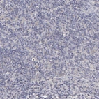 Immunohistochemical staining of human Lymph node shows no positivity in non-germinal center cells as expected.