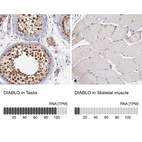 Anti-DIABLO Antibody