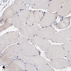 Immunohistochemical staining of human skeletal muscle shows low expression as expected.