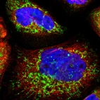 Immunofluorescent staining of human cell line A-431 shows localization to mitochondria.