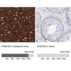 Anti-SNAP25 Antibody