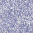 Immunohistochemical staining of human lymph node shows no positivity in non-germinal center cells as expected.