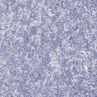 Immunohistochemical staining of human lymph node shows no positivity in non-germinal center cells as expected.