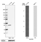 Western blot analysis in human cell lines U2OS and MCF-7 using Anti-SNAP25 antibody. Corresponding SNAP25 RNA-seq data are presented for the same cell lines. Loading control: Anti-GAPDH.