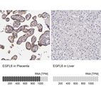 Anti-EGFL6 Antibody